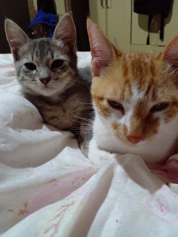 Cats ?