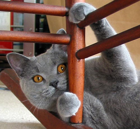 tapety cat, Carnivore