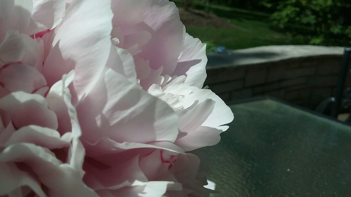 Pink Peonies