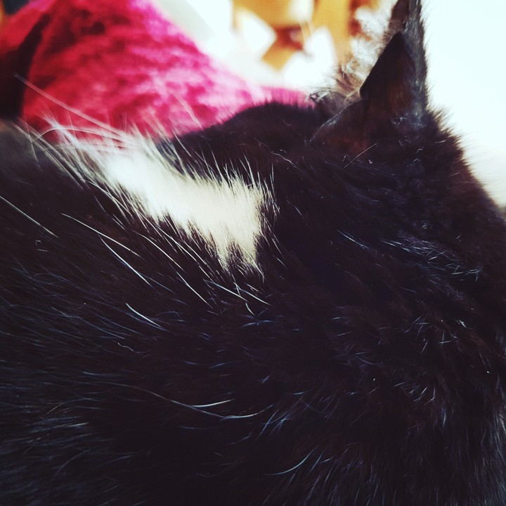 chat 