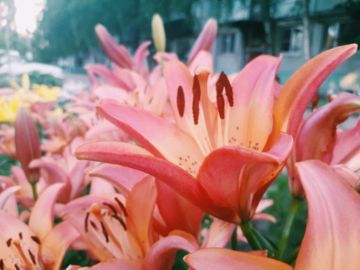 flowers ♡•♡