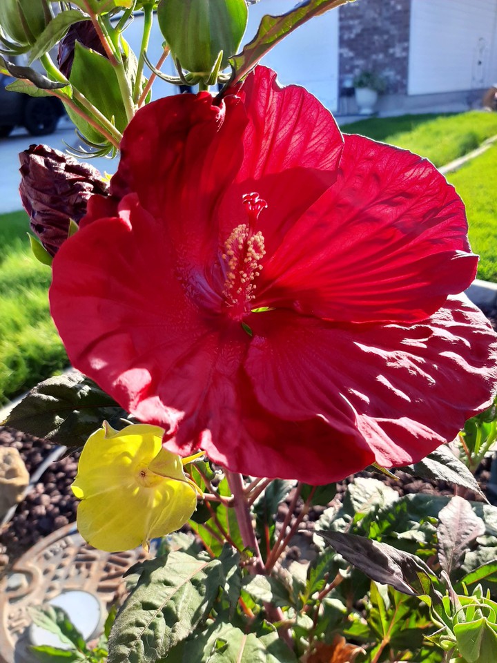 Spectacular Red
