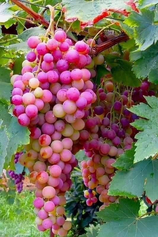 Grape