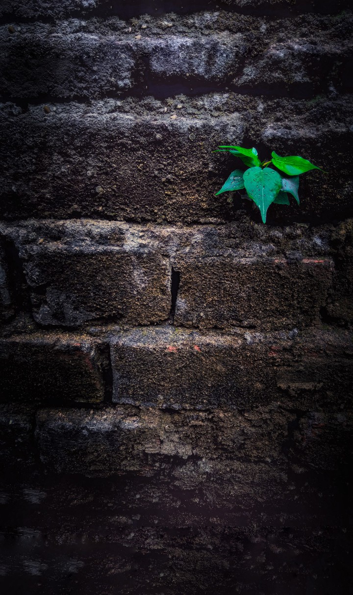 wall with leaf