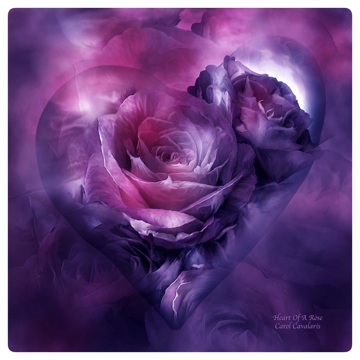 pink purple heart flower