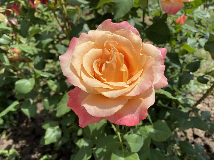 rose
