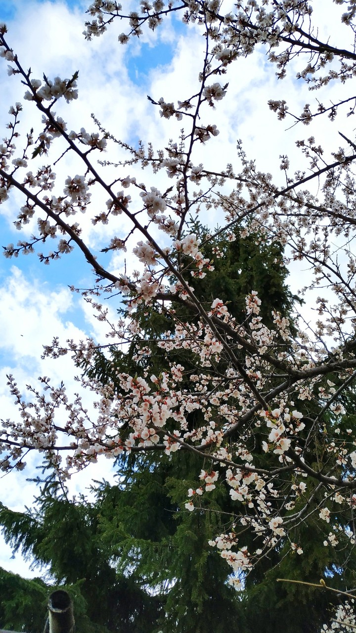 spring