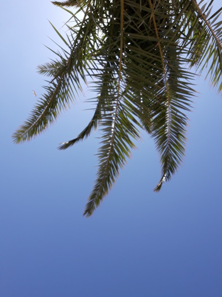 palmtree