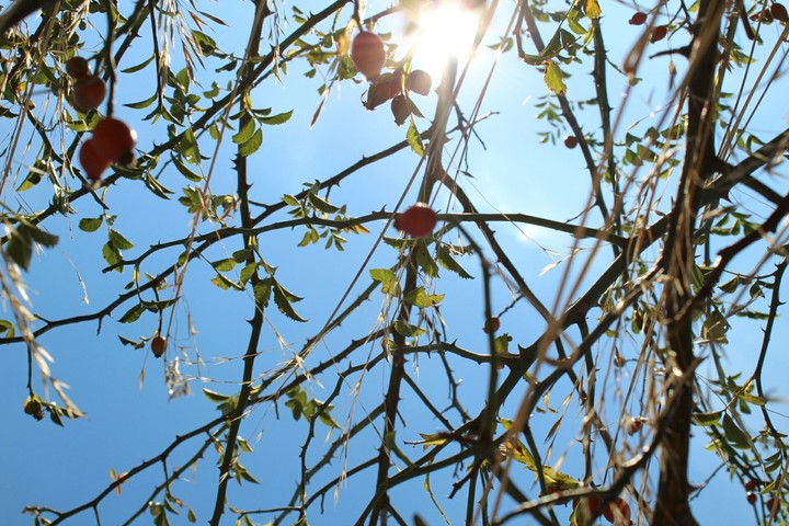 sunlight