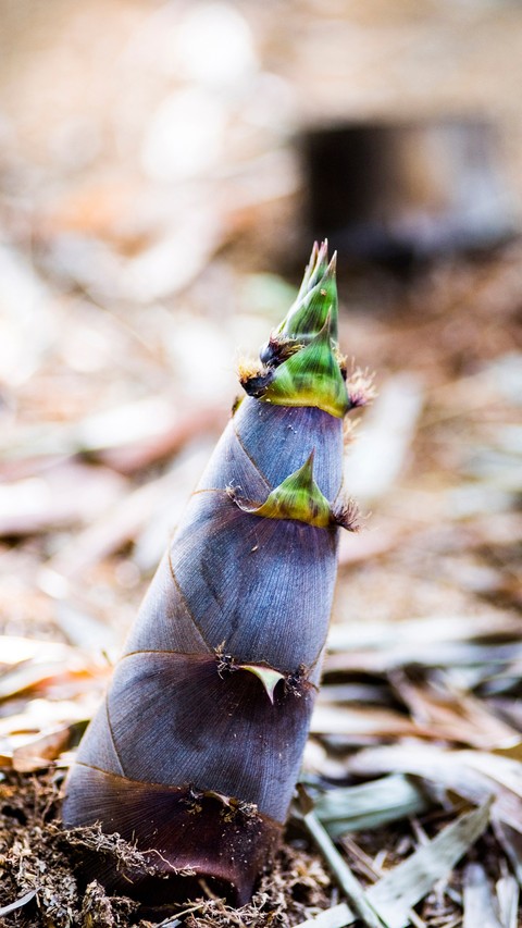 Bamboo