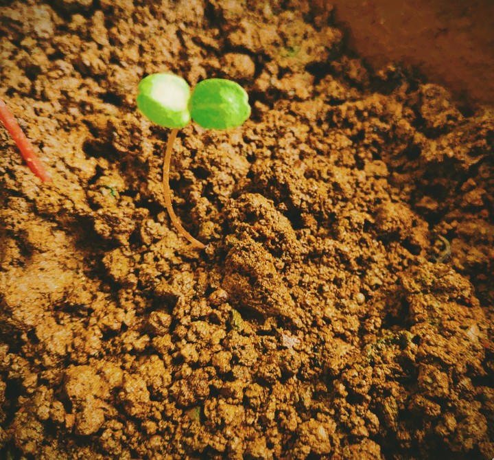 tiny sapling
