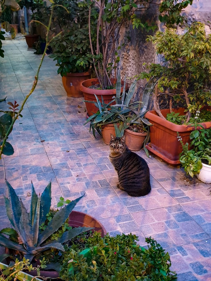 cat