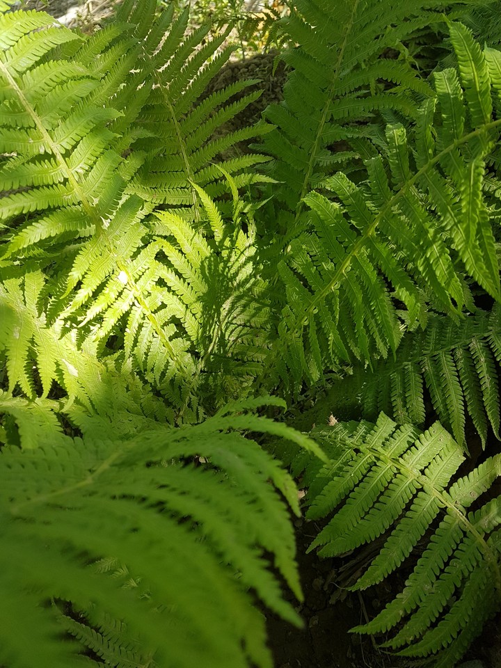 실고사리 Fern