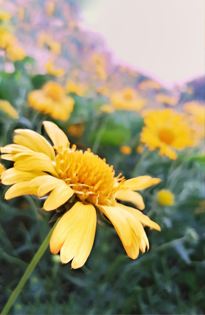 flowers