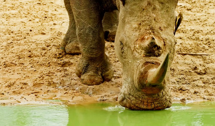 rhino