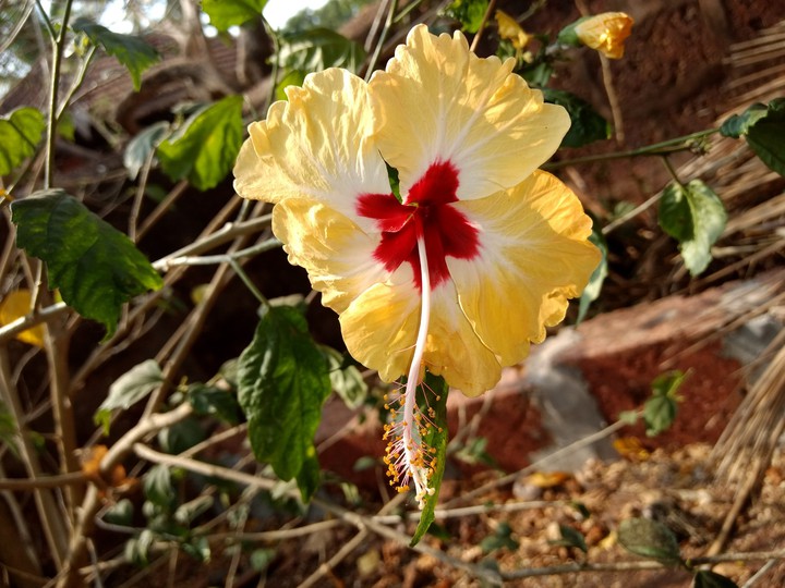 Yellow Jasvandi