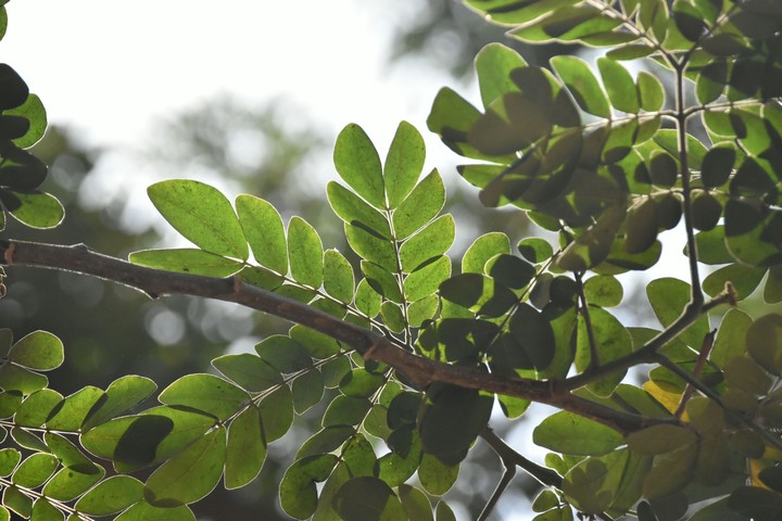 Through the foliage