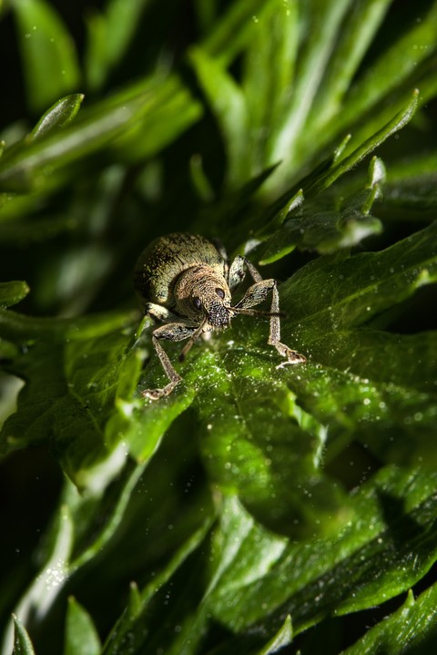 macro