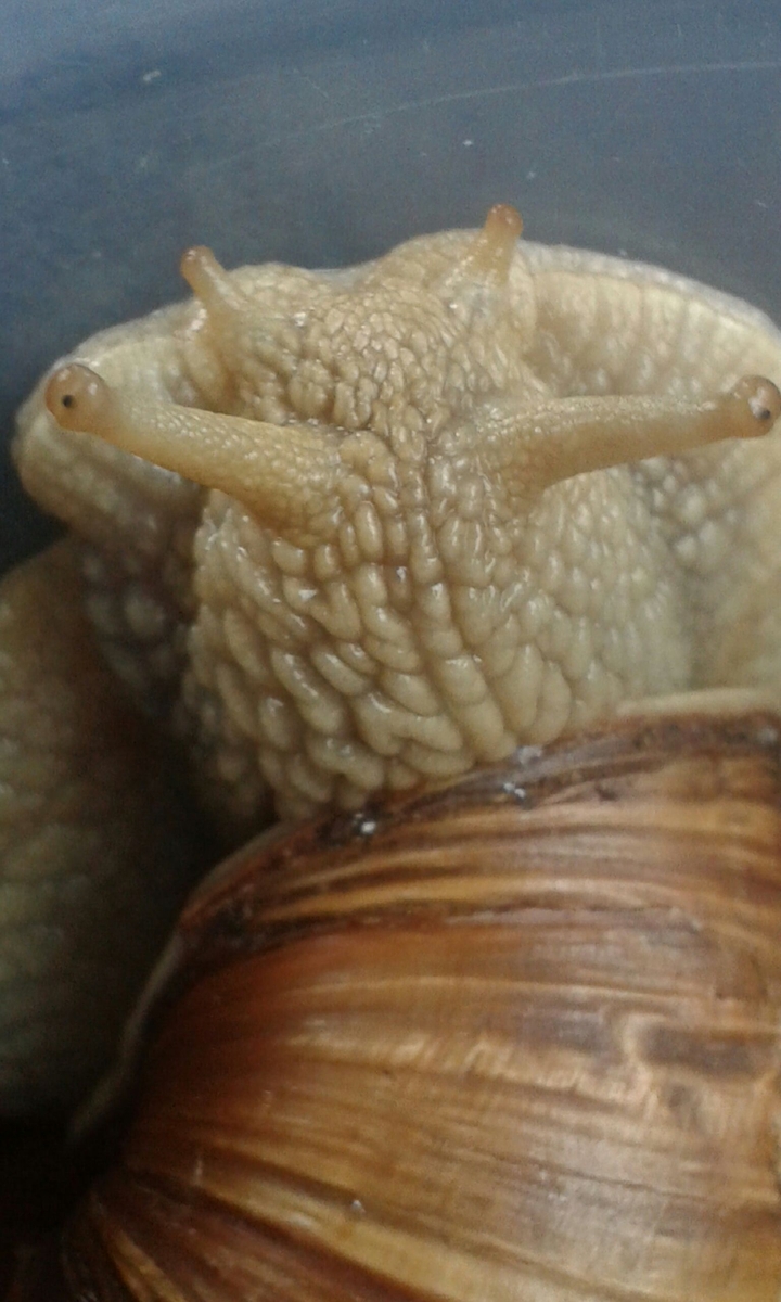 snail