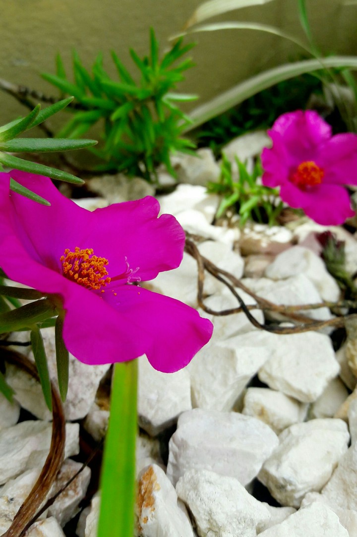 pink flower