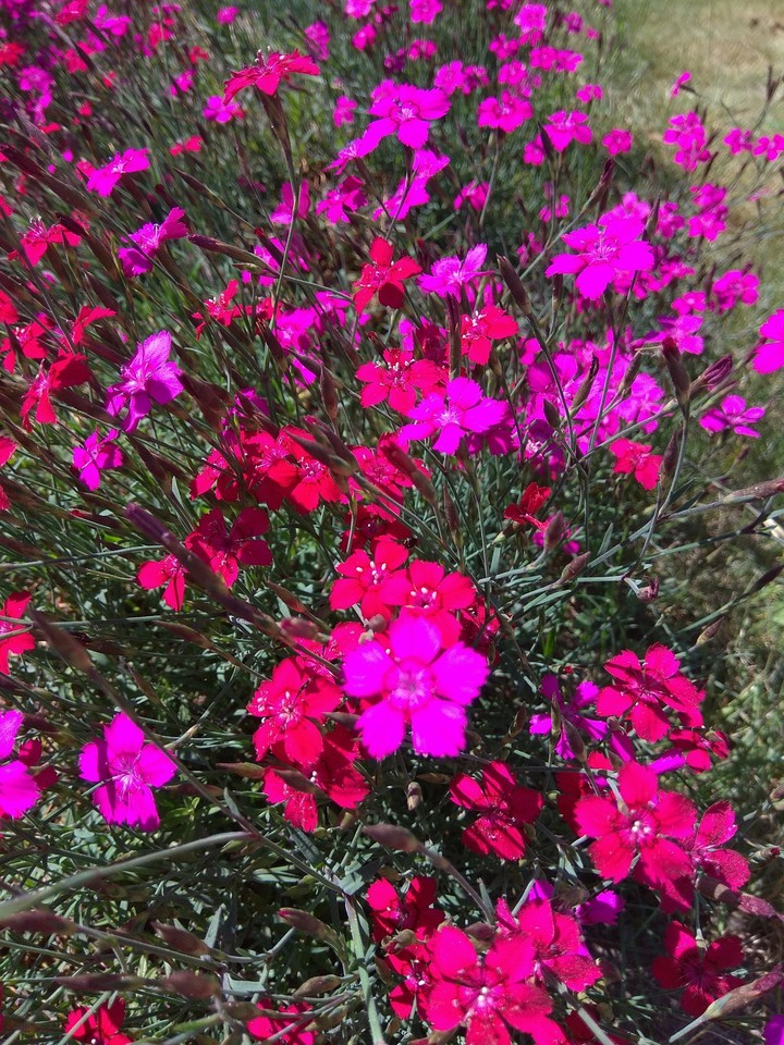 So pink