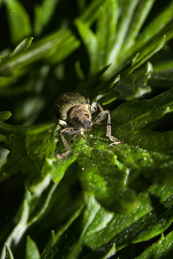 macro