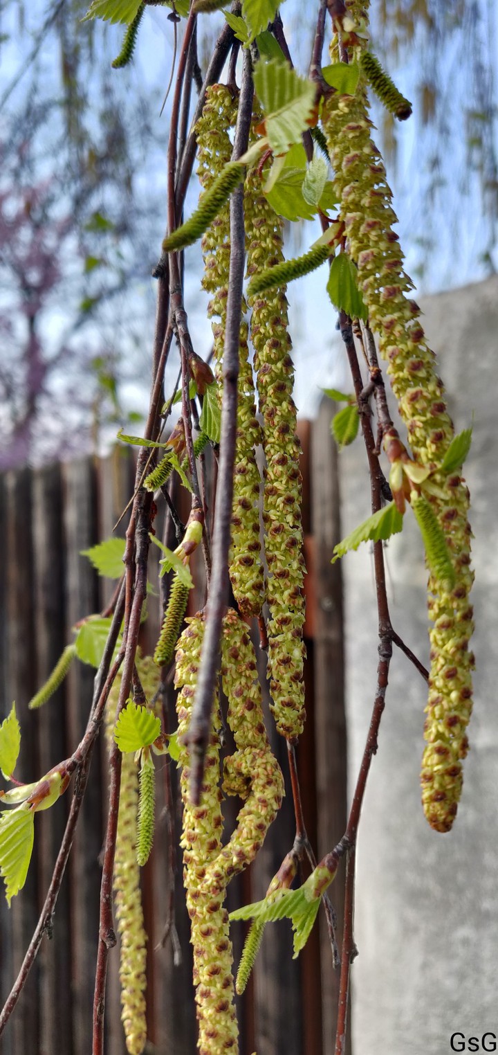 Betula pubescens leaf