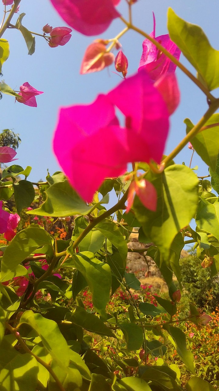 Flower