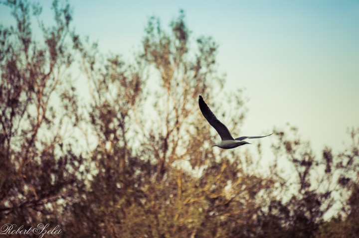 Bird flying over lake.