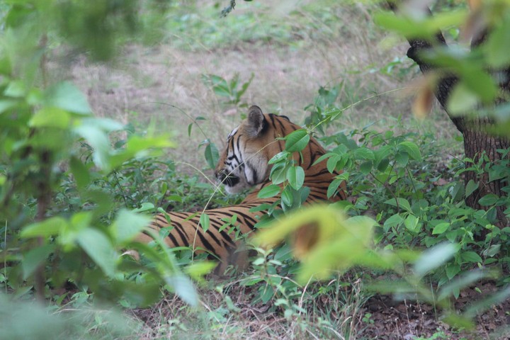 Tiger