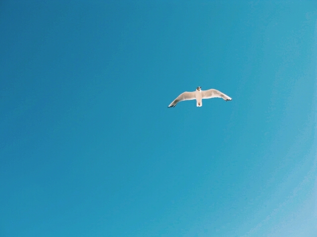 flight.