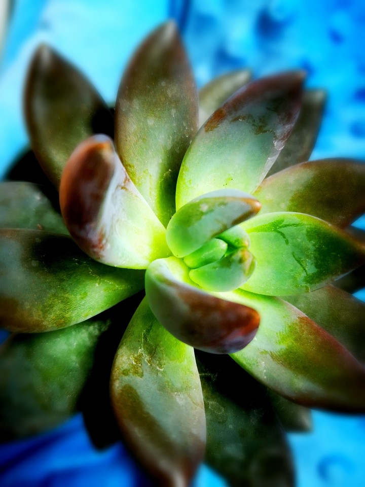 Bright Succulent
