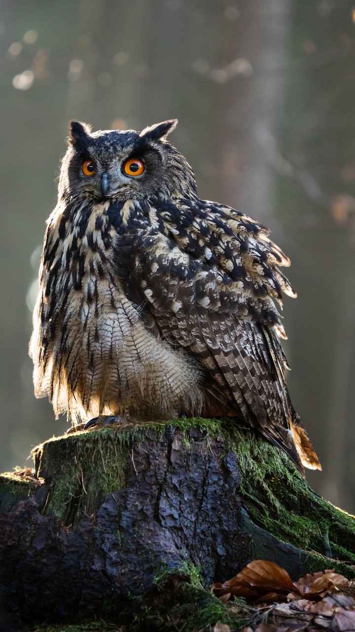 owl