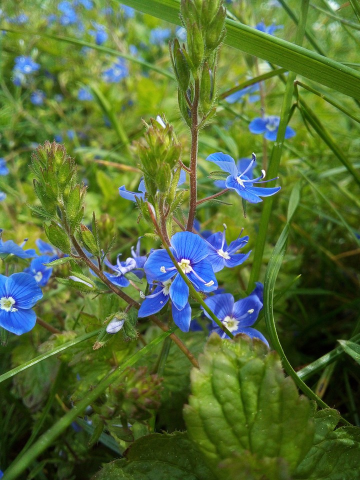 flower