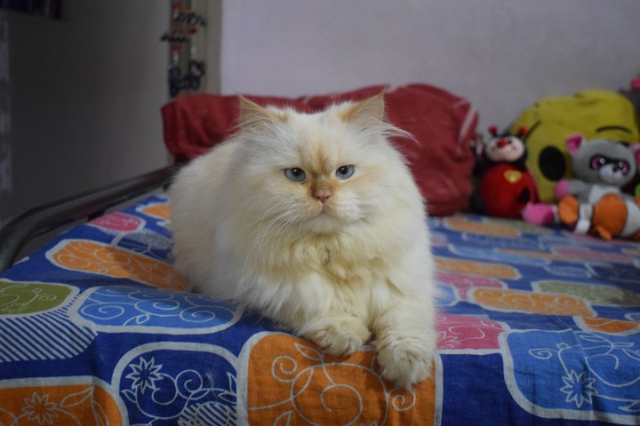 #love#CATs #life