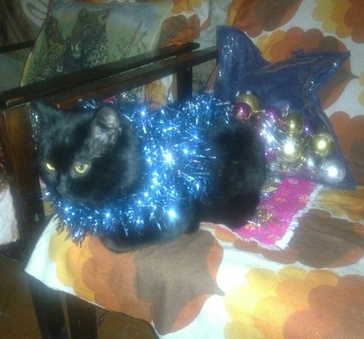 new year cat