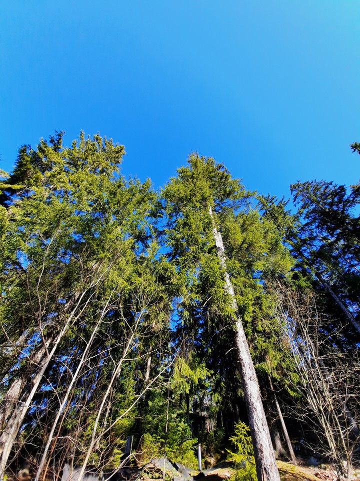 °forest°
