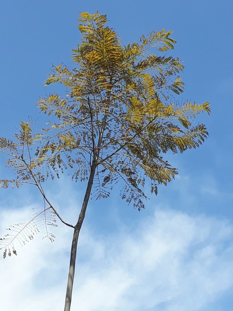 lonely tree