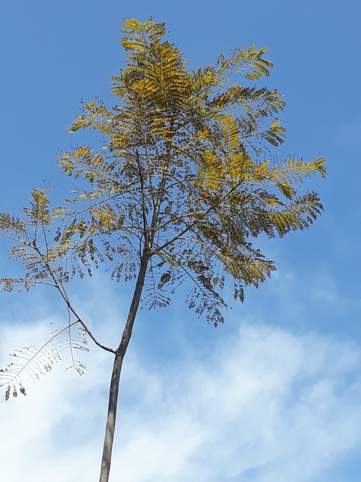 lonely tree