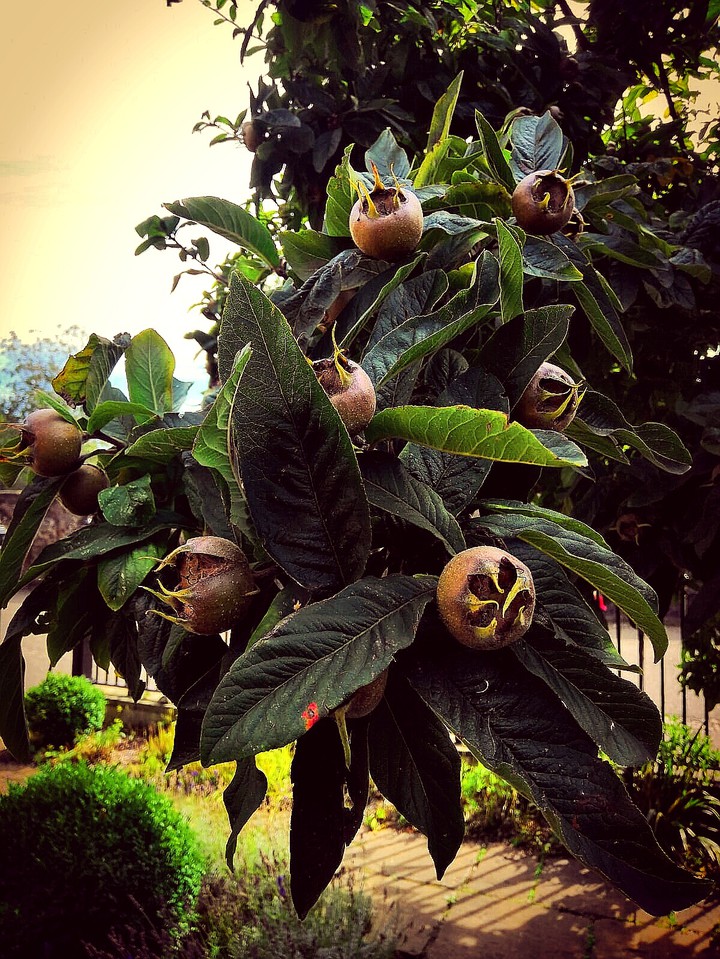 fruit fruit