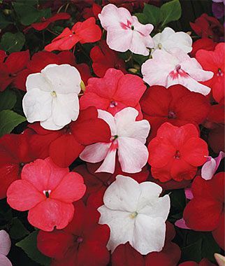 Red & white flowers.