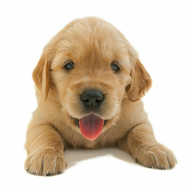 Lovely Puppy ♡