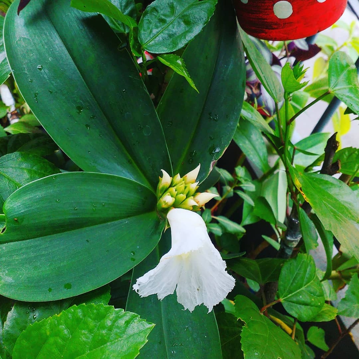 insulin plant