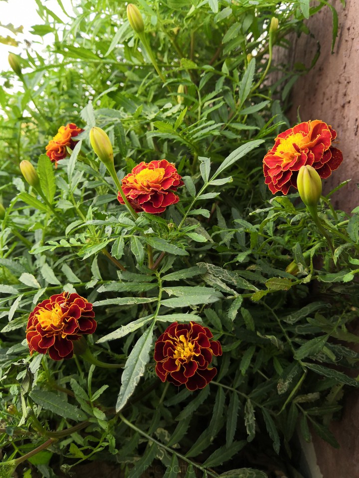 Marigold