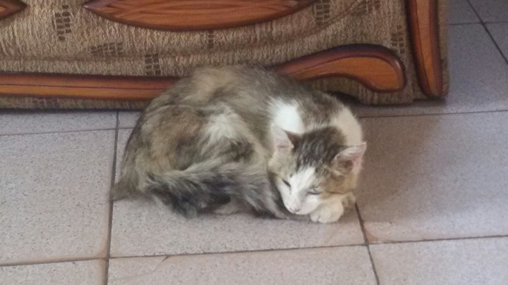 cat