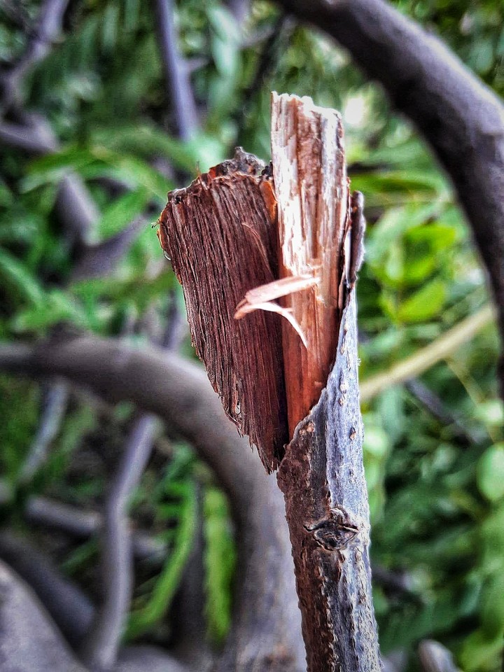 Nature
