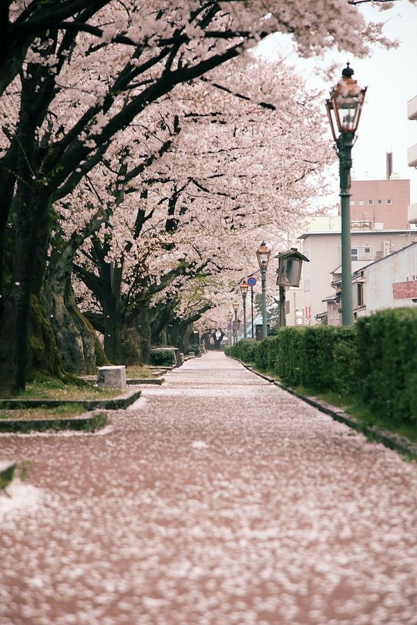 cherry blossoms
