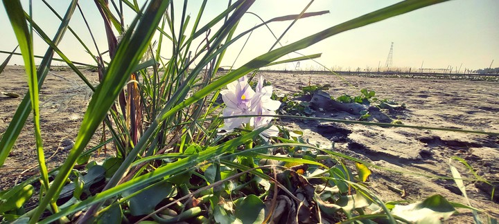 Wild Lily