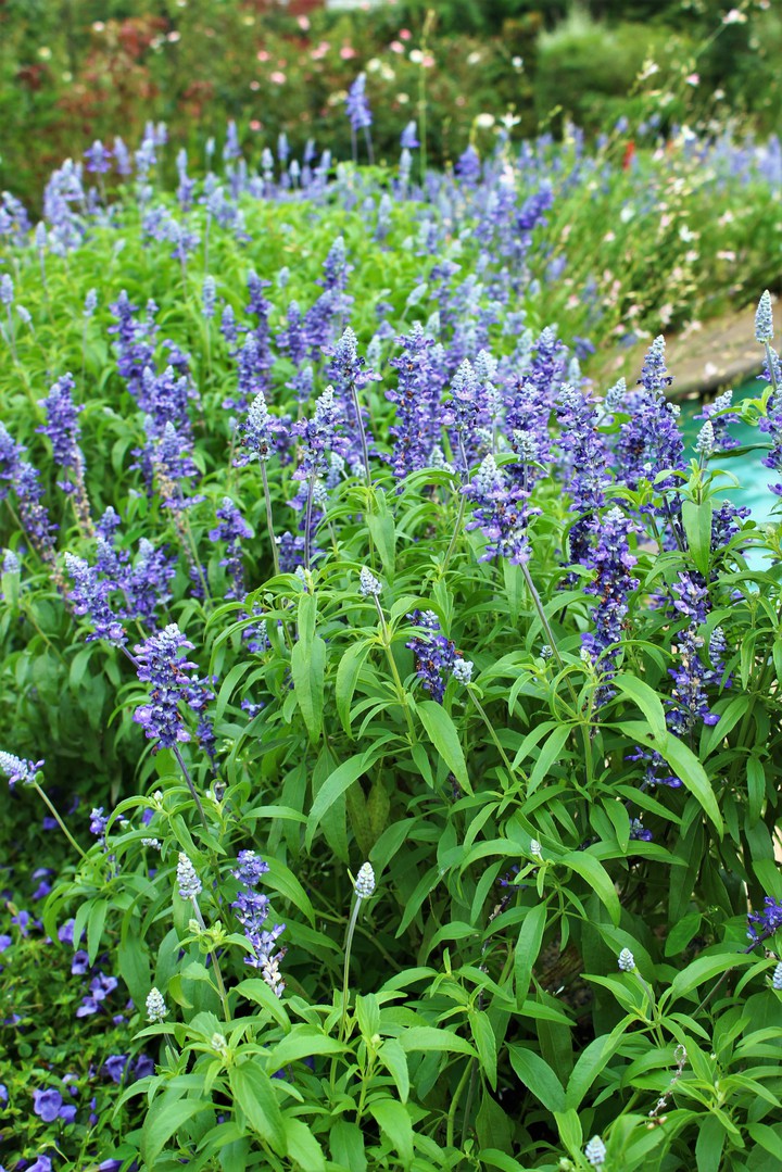 purple