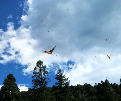 #forest #butterfly #heaven #blue #clouds #tree